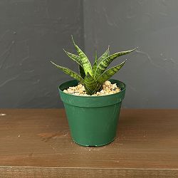 サンセベリア：ブラックアント　3号鉢植え*
