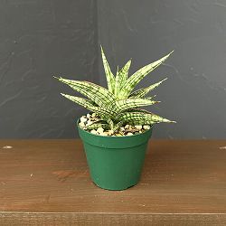 サンセベリア：Lawang　3号鉢植え*