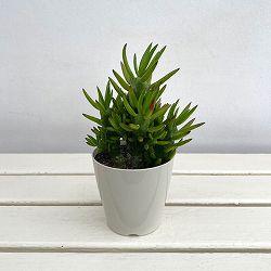 サボテン：アウストロキリンドロプンチア 3.5号ポット