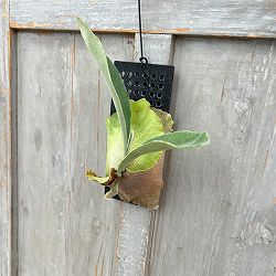 ビカクシダ（コウモリラン）：ネザーランド　板付け仕立て*