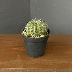 サボテン：ギムノカリキウム　黒刺鳳頭（クロトゲホウトウ）　　2.5号鉢植え