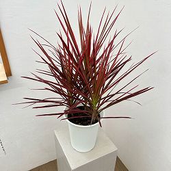 ドラセナ：コンシンネスカーレットアイビス 6号鉢植え