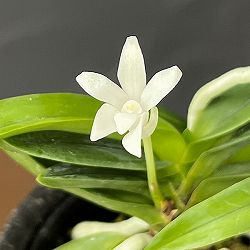 （わけあり特価）フウキラン（富貴蘭）：豆葉系2.5号鉢植え