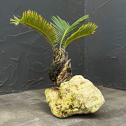 ソテツ（蘇鉄）：琉球石灰岩植え　26-01