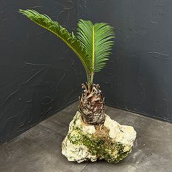 ソテツ（蘇鉄）：琉球石灰岩植え　26-02
