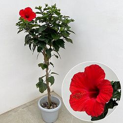 ハイビスカス：サマーレッド スタンド仕立て7号鉢植え