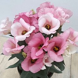トルコギキョウ：ロメオ　ピンク4号鉢植え