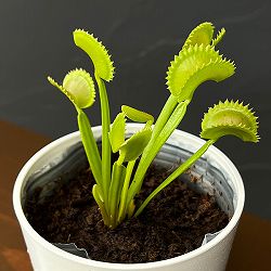 ハエトリソウ：デンタータ（デンターテ）　3.5号