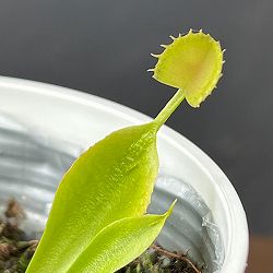ハエトリソウ：カップドトラップ　3.5号ポット