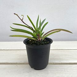 （わけあり特価）フウキラン（富貴蘭）：黄花2.5号鉢植え