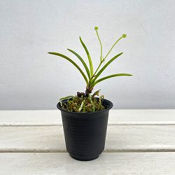 （わけあり特価）フウキラン（富貴蘭）：雛童2.5号鉢植え