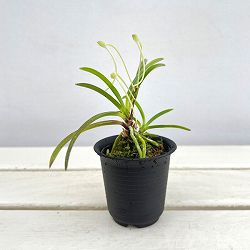 （わけあり特価）フウキラン（富貴蘭）：八重衣2.5号鉢植え