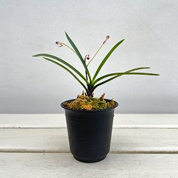 （わけあり特価）フウキラン（富貴蘭）：引佐紅2.5号鉢植え