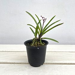 （わけあり特価）フウキラン（富貴蘭）：朱天玉2.5号鉢植え