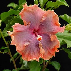 ハイビスカス：ネバーランド 4.5号鉢植え