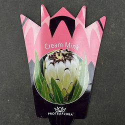 プロテア：クリームミンク　7号鉢植え