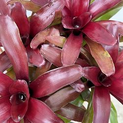 ネオレゲリア：リオ・オブ・リオ（コンパクトタイプ） 5号鉢植え