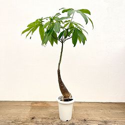 パキラ：グラブラ （実生株）　6号鉢植え26-08