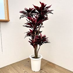 ドラセナ：sp　8号鉢植え