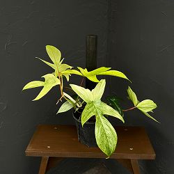 フィロデンドロン：フロリダゴーストミント（支柱仕立て）　 5号鉢植え