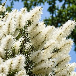 メラレウカ：メディカルティーツリー 7号鉢植え