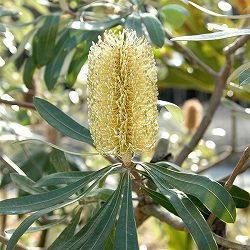 バンクシア：コーストバンクシア7号鉢植え