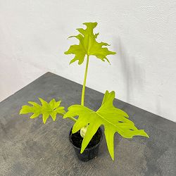 フィロデンドロン：ワルセビッチ　フラバムオーレア　3.5号鉢植え