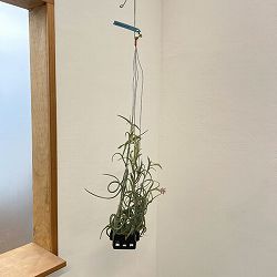 チランジア：インターメディア バスケット