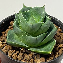 園芸ネット本店｜観葉植物:アガベ の商品一覧 【公式】