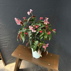 ベゴニア（木立）：ジニー　エクストラ（矮性品種）　4号鉢植え