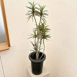 ドラセナ：コンシンネ　パメラ　7号鉢植え