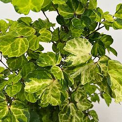 ポリシャス：マルギナータ　7号鉢植え