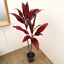 ドラセナ：ルビー　7号鉢植え