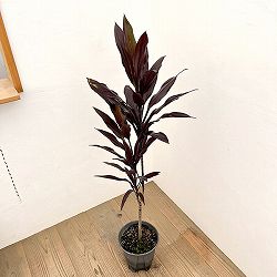 コルジリネ：カルバブラック　7号鉢植え