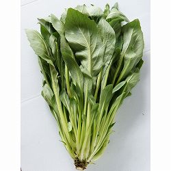 [26年10月中下旬予約]チンゲンルッコラ(R)苗3号ポット 12株セット