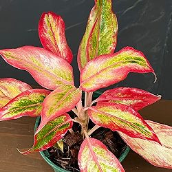 アグラオネマ：サイアム オレンジ　4号鉢植え