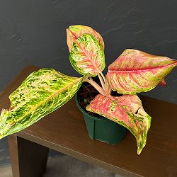 アグラオネマ：プラカイペット　4号鉢植え