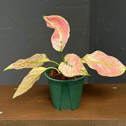 アグラオネマ：トリペット　4号鉢植え
