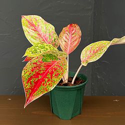 アグラオネマ：ラクサブ　レッド　4号鉢植え