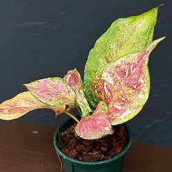 アグラオネマ：トリカラー　4号鉢植え