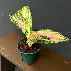 アグラオネマ：ピンク　パナマ　4号鉢植え