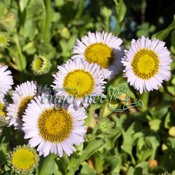 アズマギク：大輪アズマ菊3号ポット