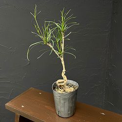 ユーフォルビア：ヘディオトイデス　3.5号鉢植え