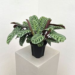 クテナンセ：ブルレーマルクシー　4号鉢植え