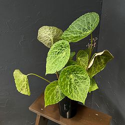 ベゴニア：フートエンシス　6号鉢植え