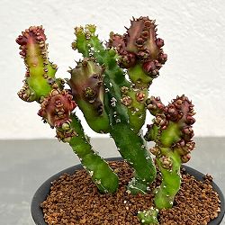 ユーフォルビア：エノプラモンスト　3号鉢植え