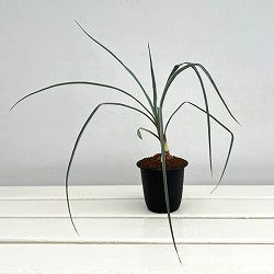 ユッカ：リギダ3号鉢植え