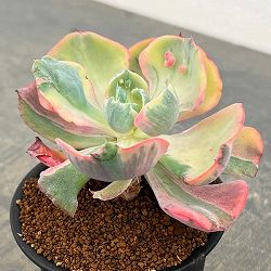 エケベリア：ビヨンセ錦　3号鉢植え