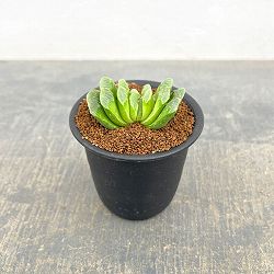ハオルチア：グリーン玉扇　3号鉢植え