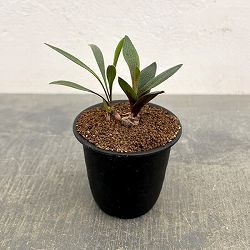 レデボウリア：ガルピニー　3号鉢植え